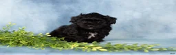 Mixed Breed dogs for sale: Mocha - Ad 7
