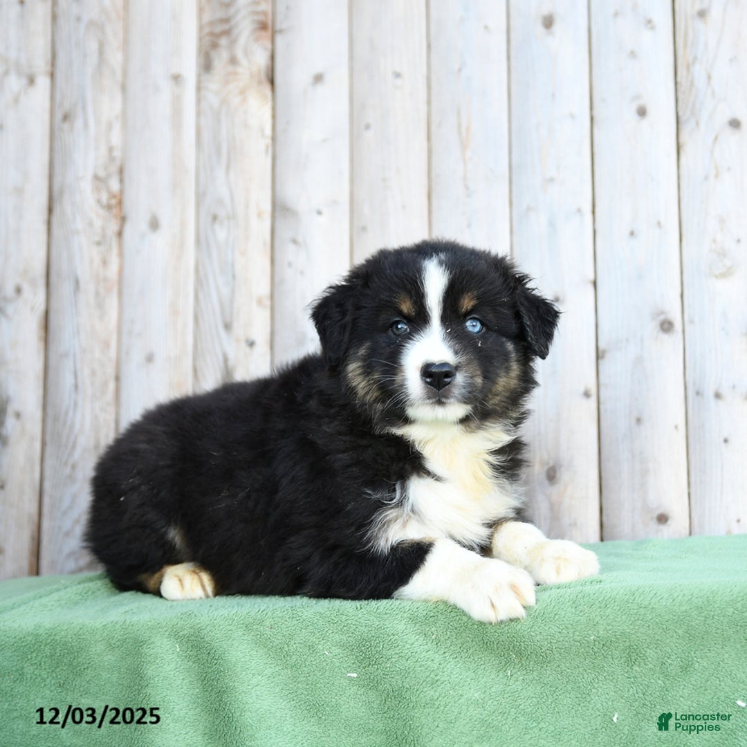 Australian Shepherd dogs for sale: Dwayne - Ad 3