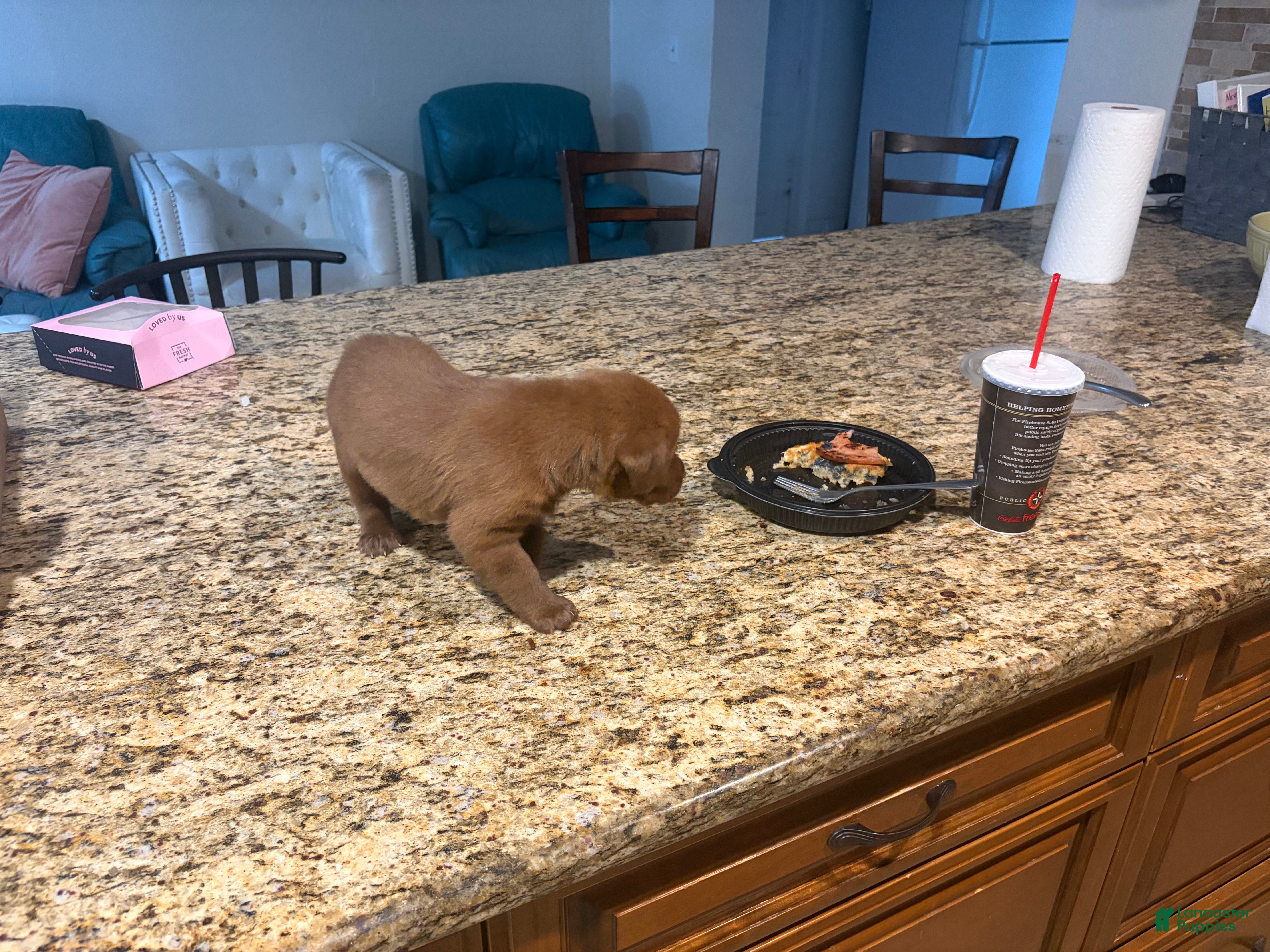 Labrador Retriever dogs Labrador Retriever 1 - Ad 2