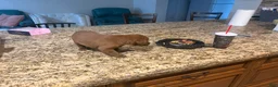 Labrador Retriever dogs for sale: Labrador Retriever 1 - Ad 2