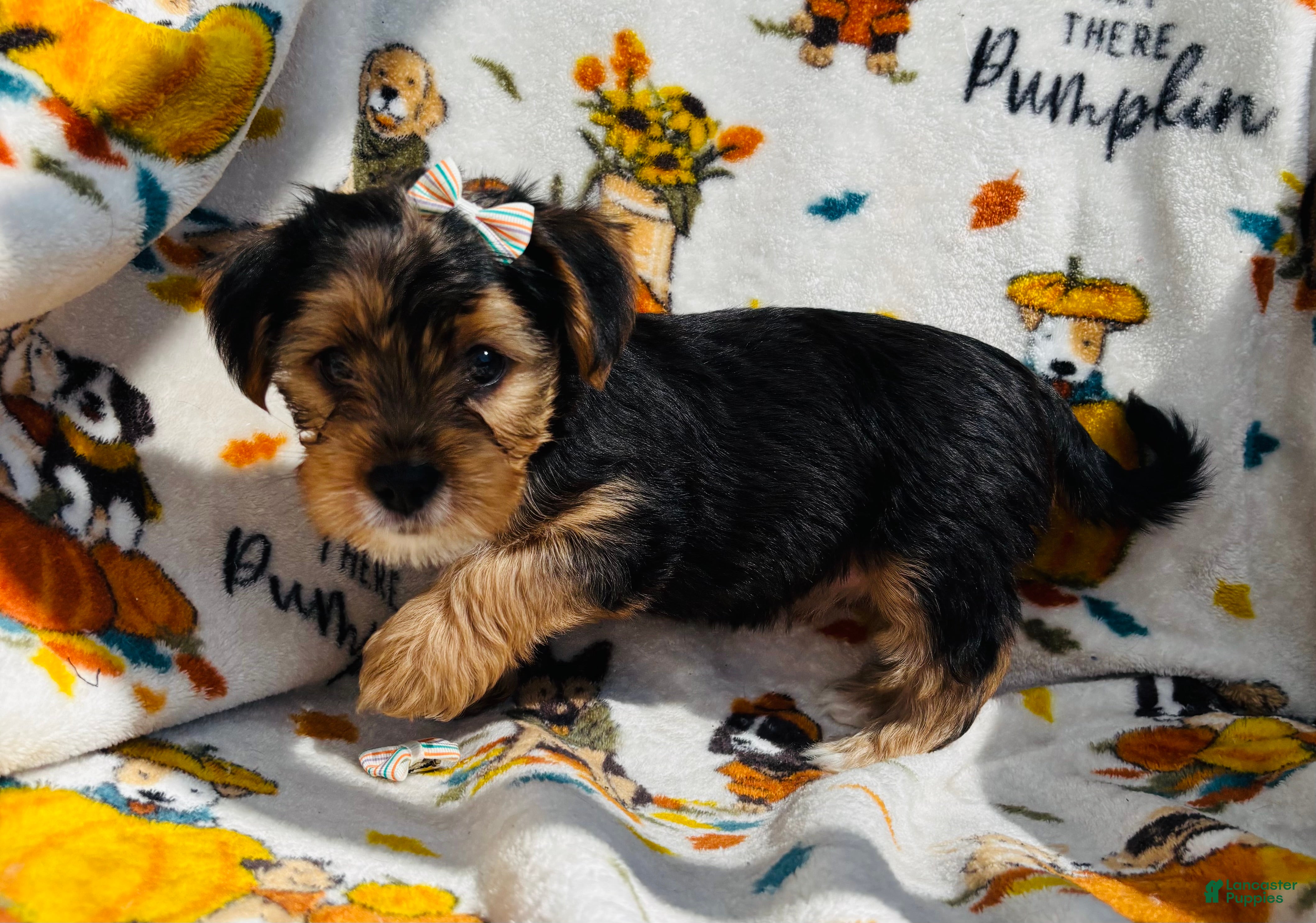 Yorkiepoo Puppies for sale in Pembroke Pines, Florida Lancaster