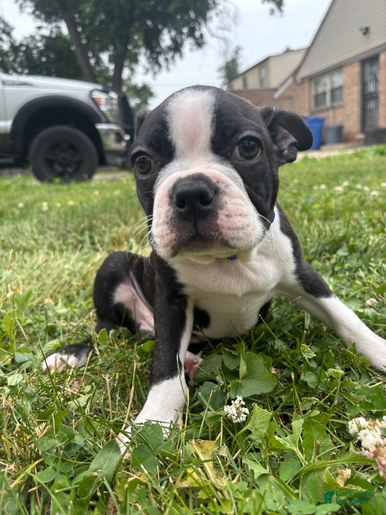 Boston Terrier dogs Hans - Ad 17