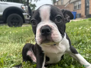 Boston Terrier dogs Hans - Ad 41
