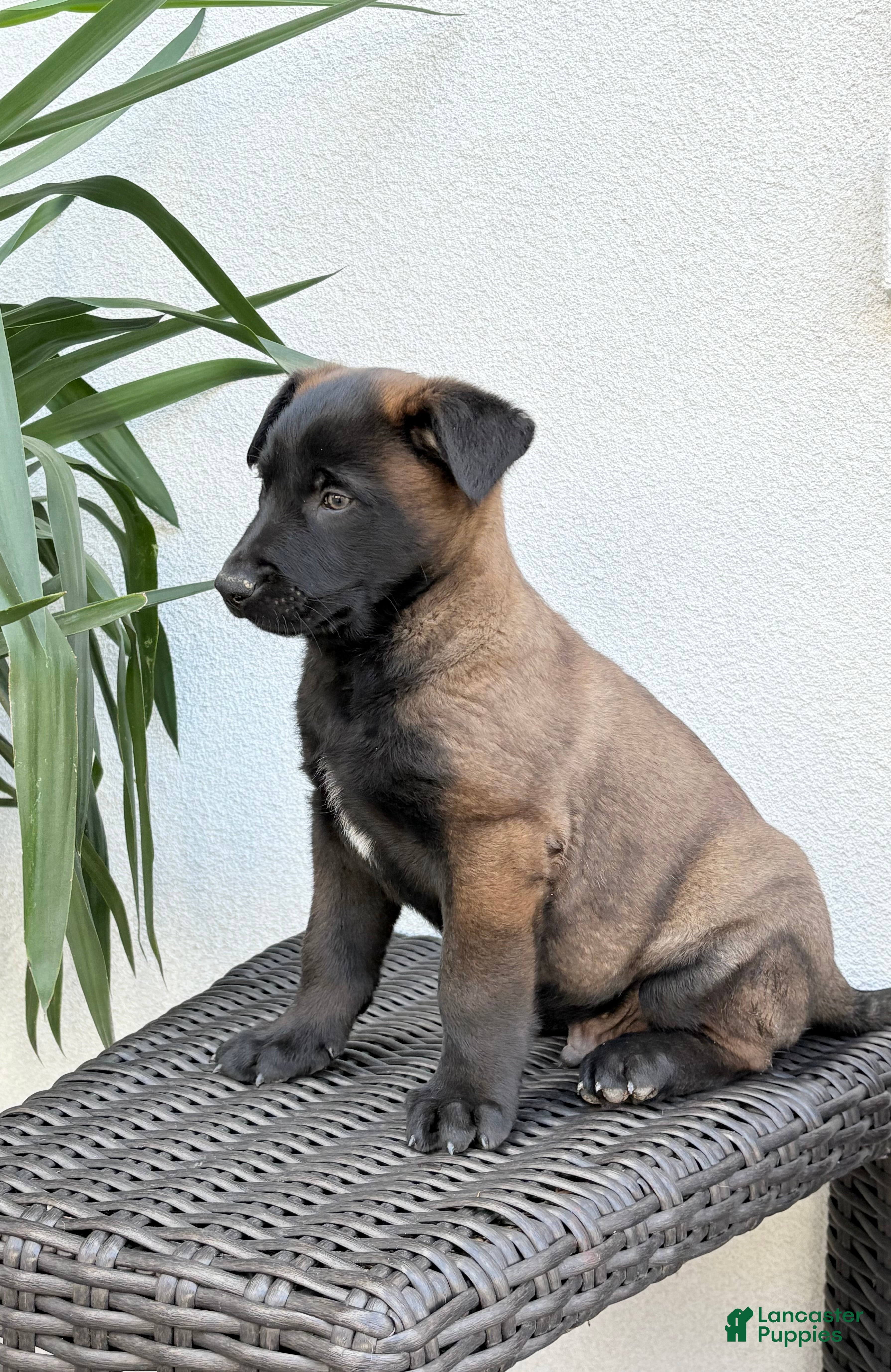 Belgian Malinois dogs Belgian Malinois Puppy (Micky) - Ad 2