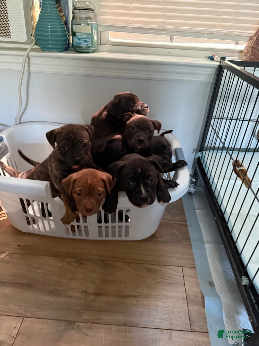 Mixed Breed dogs for sale: Mixed Breed Puppy 6 - Ad 5