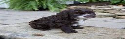 Mixed Breed dogs for sale: Fiona - Ad 5