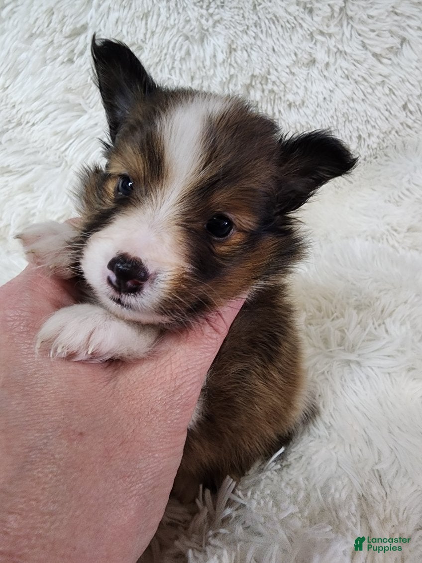 Shetland Sheepdog dogs Maverick - Ad 2