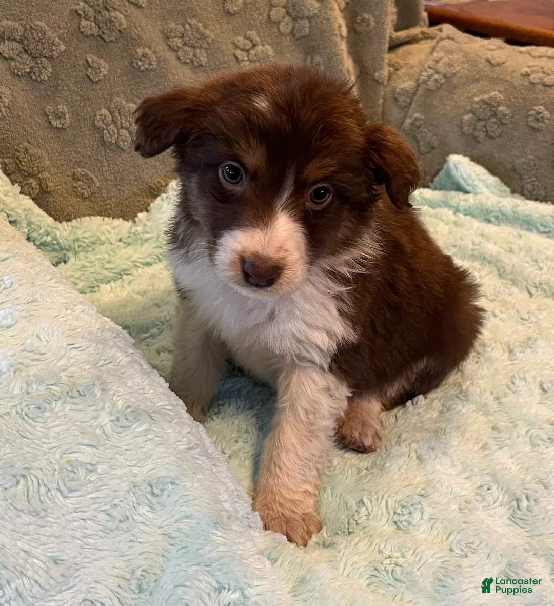 Australian Shepherd dogs for sale: Millie - Ad 3