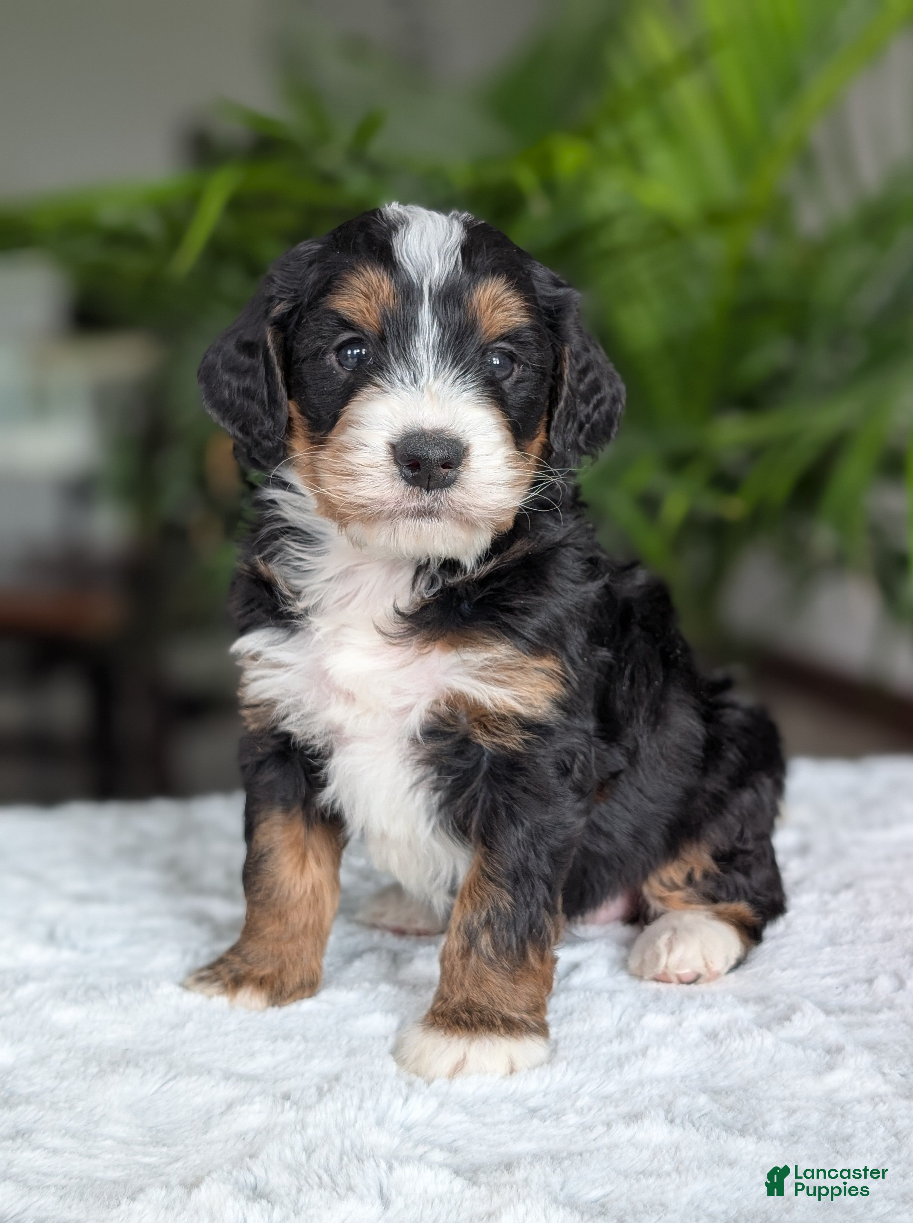 Mini Bernedoodle dogs Mini Abby  - Ad 3