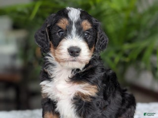 Mini Bernedoodle dogs - Ad 4