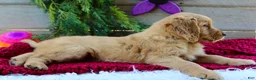 Golden Retriever dogs for sale: Allie - Ad 5