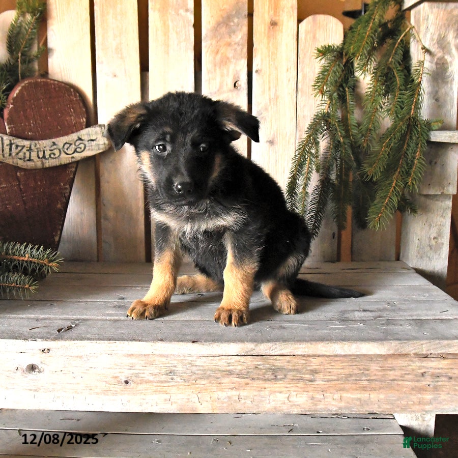 German Shepherd dogs Shelby - Ad 28