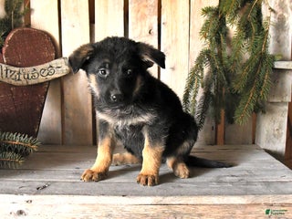 German Shepherd dogs Shelby - Ad 16