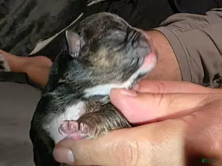 French Bulldog dogs French Bulldog Puppy 4 - Ad 28