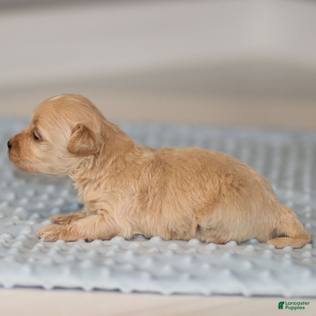 Maltipoo dogs for sale: Truffle - Ad 9