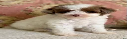 Miniature Poodle dogs for sale: Madonna - Ad 4