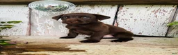 Labrador Retriever dogs for sale: Frank  - Ad 5