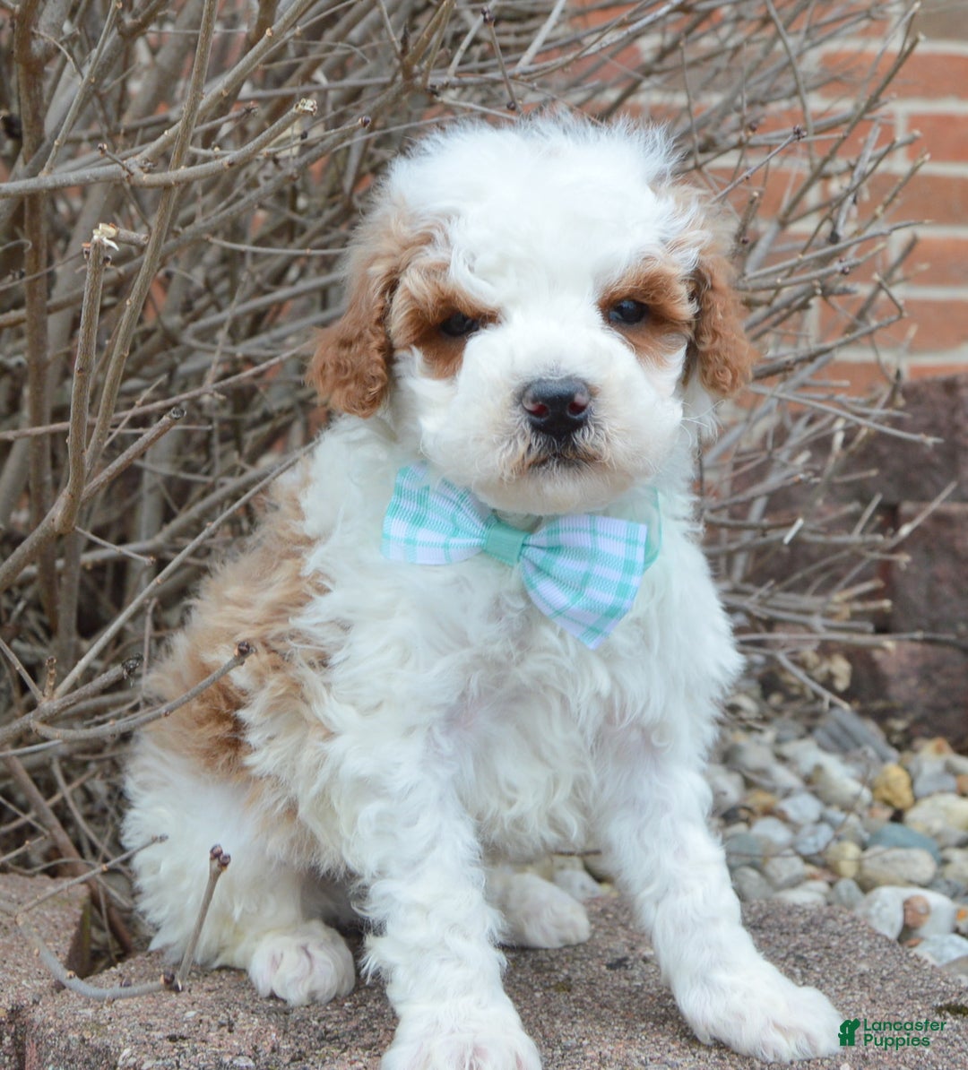 Cavapoo dogs for sale: Charlie - Ad 8