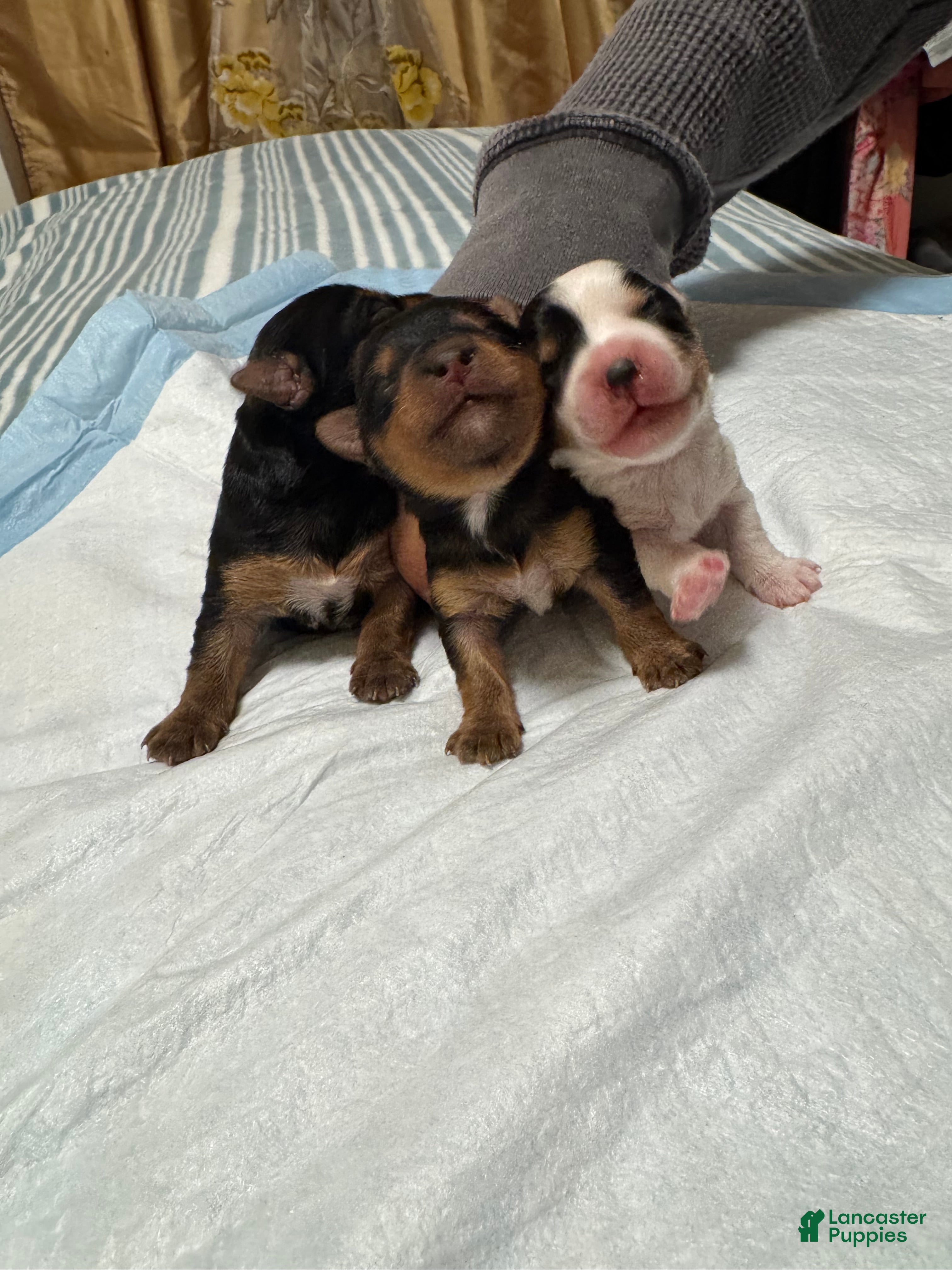 Yorkshire Terrier dogs  Puppy 7 - Ad 4