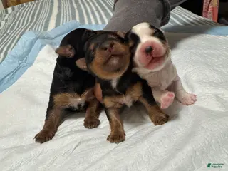 Yorkshire Terrier dogs Puppy 7 - Ad 11