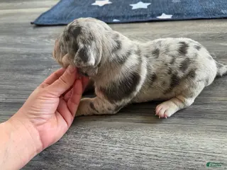 American Bulldog dogs Blue Merle Female (Black) - Ad 28