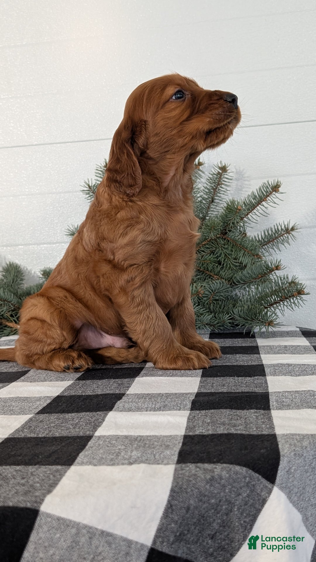 Irish Setter dogs for sale: Enzo  - Ad 8
