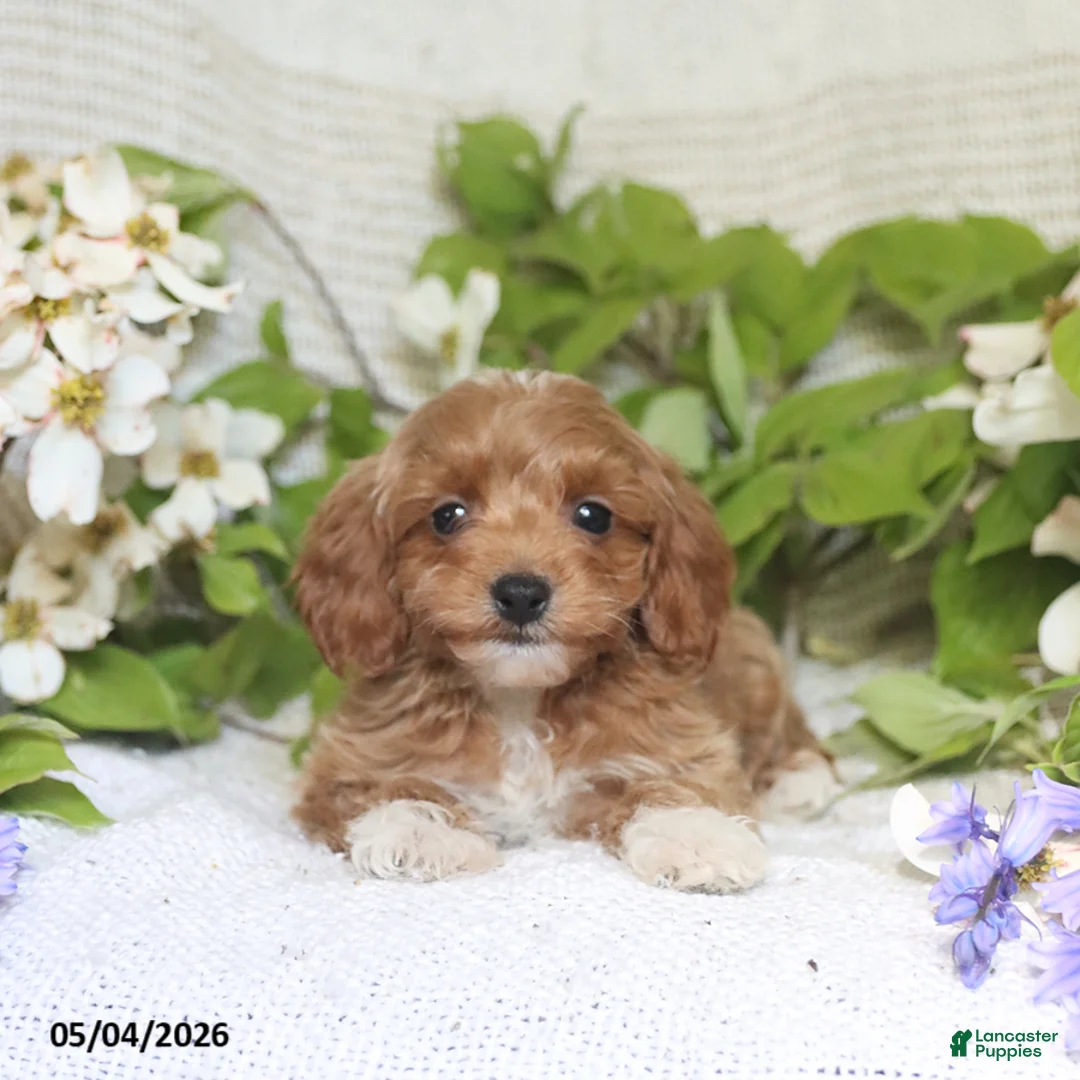 Cockapoo dogs for sale: Justin - Ad 2