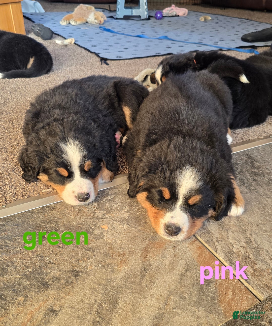 Bernese Mountain Dog dogs for sale: Pink - Ad 9