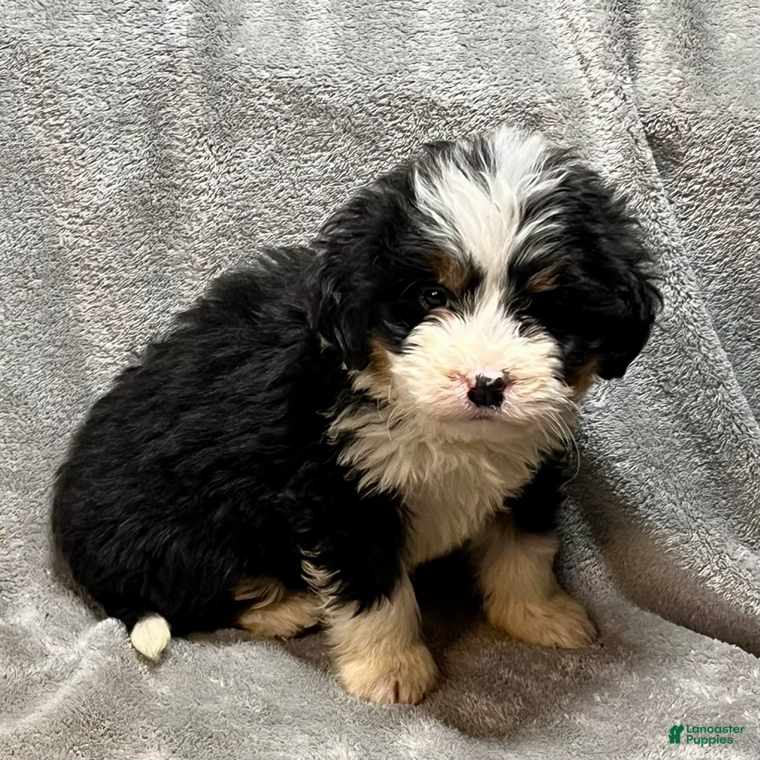 Bernedoodle dogs for sale: Milton - Ad 4
