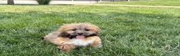 Lhasa Apso dogs for sale: Gloria - Ad 8