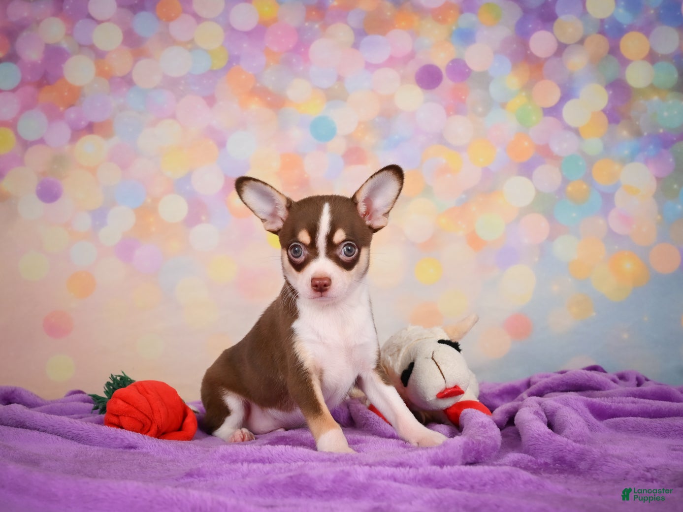 Chihuahua dogs for sale: Gideon - Ad 1