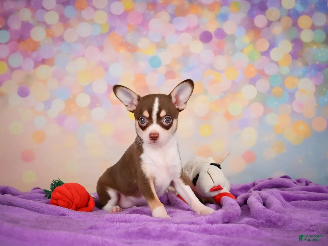 Chihuahua dogs for sale: Gideon - Ad 1