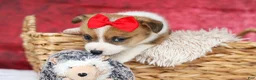 Welsh Corgi Pembroke dogs for sale:   Arlo💙 - Ad 8