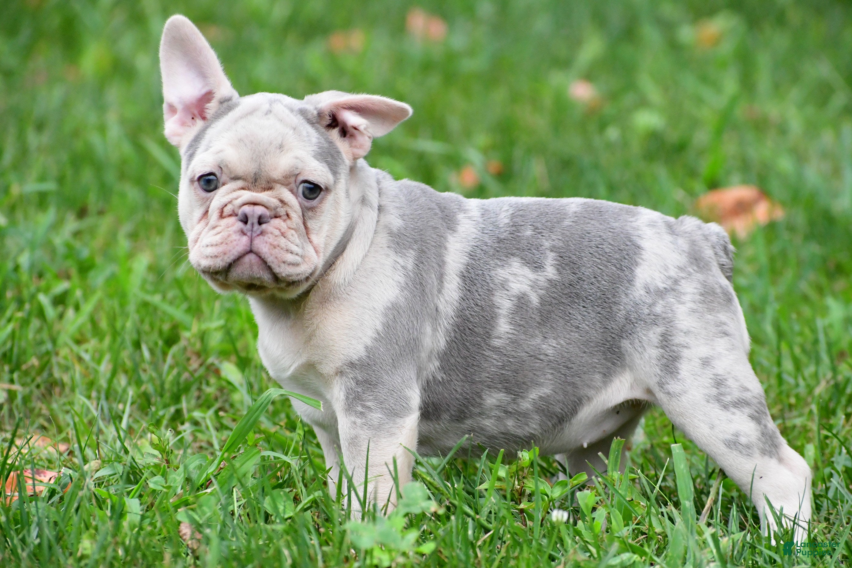 French Bulldog dogs Rosie - Ad 1