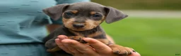 Miniature Pinscher dogs for sale: ANDREW - Ad 13