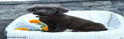 Labrador Retriever dogs for sale: Max - Ad 3