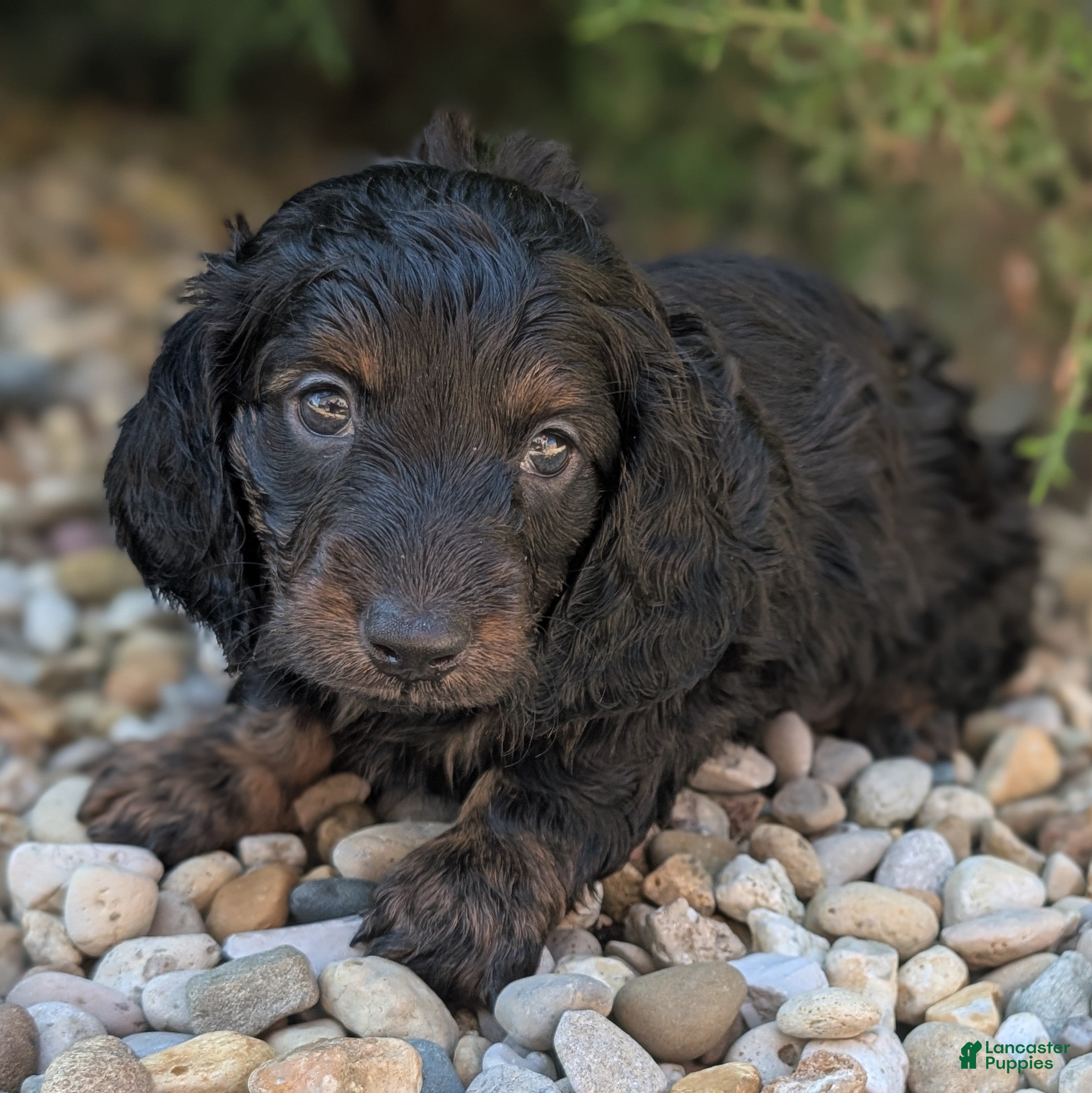 Miniature Dachshund dogs Coal - Ad 35