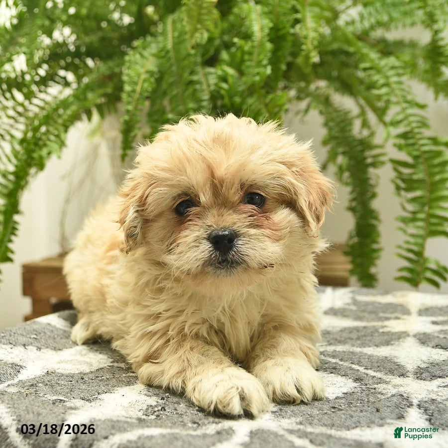 Pekapoo dogs Jewel  - Ad 1