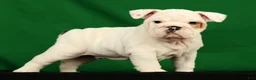 English Bulldog dogs for sale: Winston - Ad 8