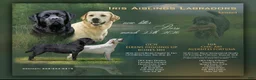 Labrador Retriever dogs for sale: Red Collar Puppy - Ad 4