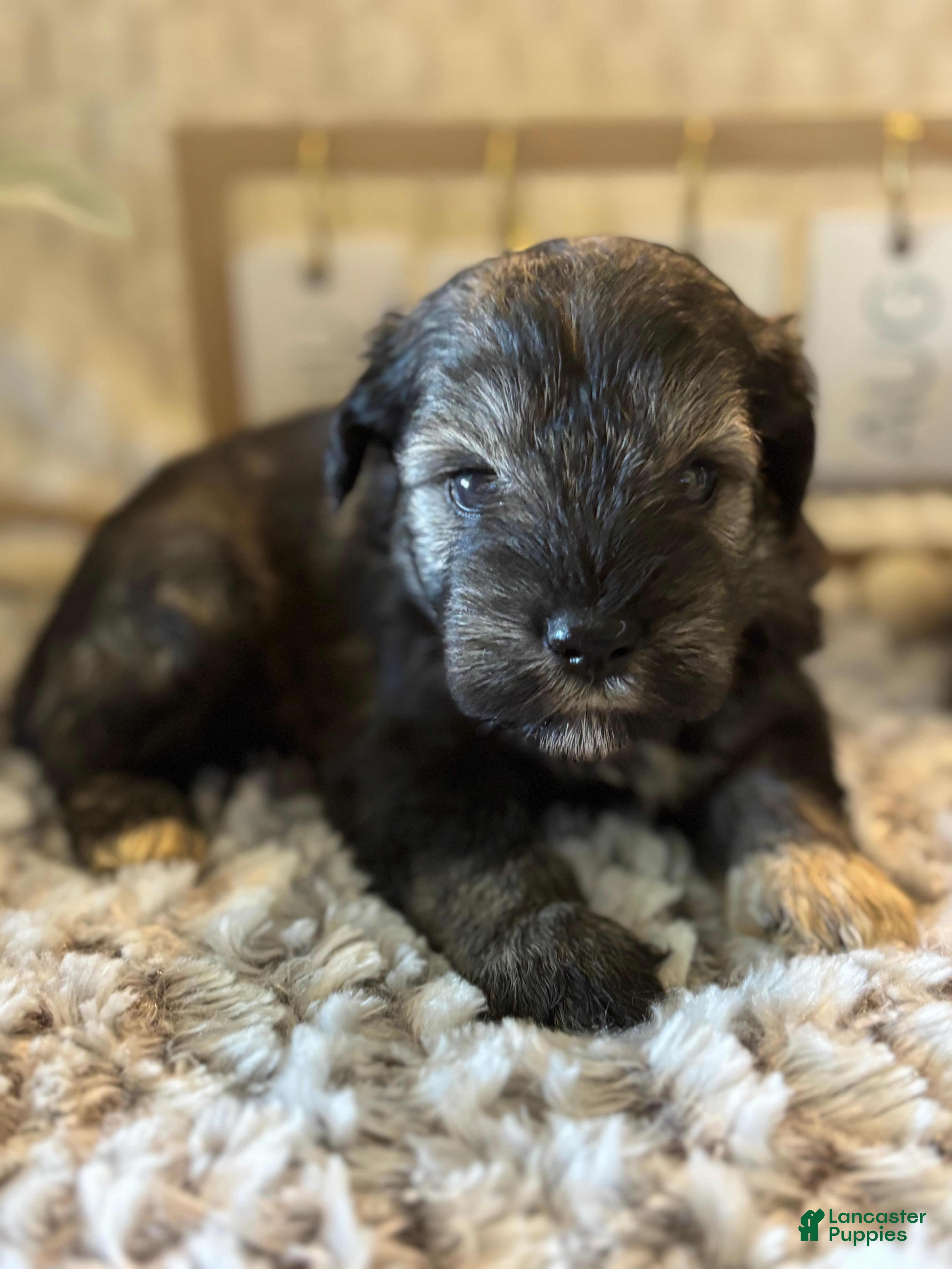 Miniature Schnauzer dogs Miniature Schnauzer 2 - Ad 17