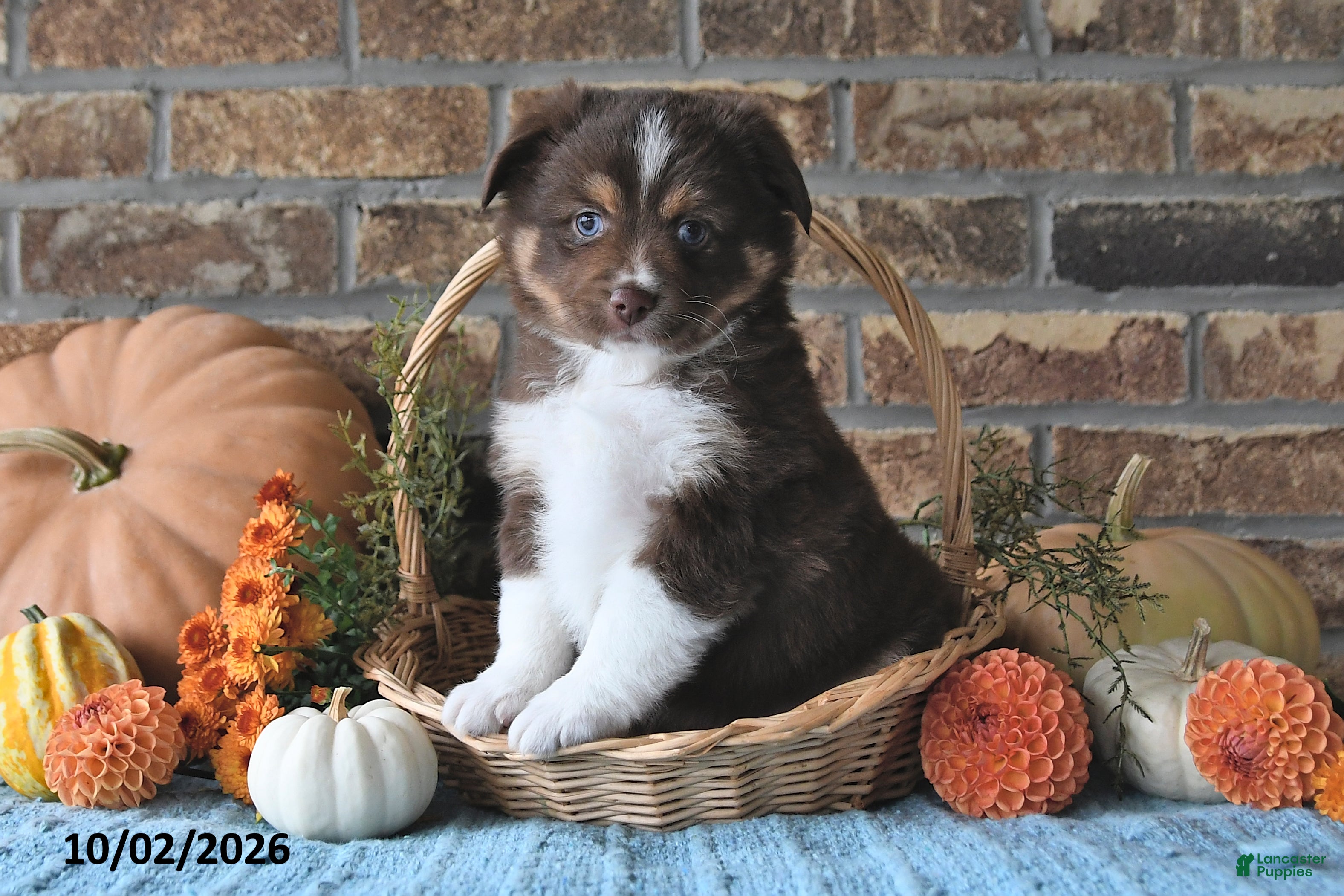 Miniature Australian Shepherd dogs Henry - Ad 1