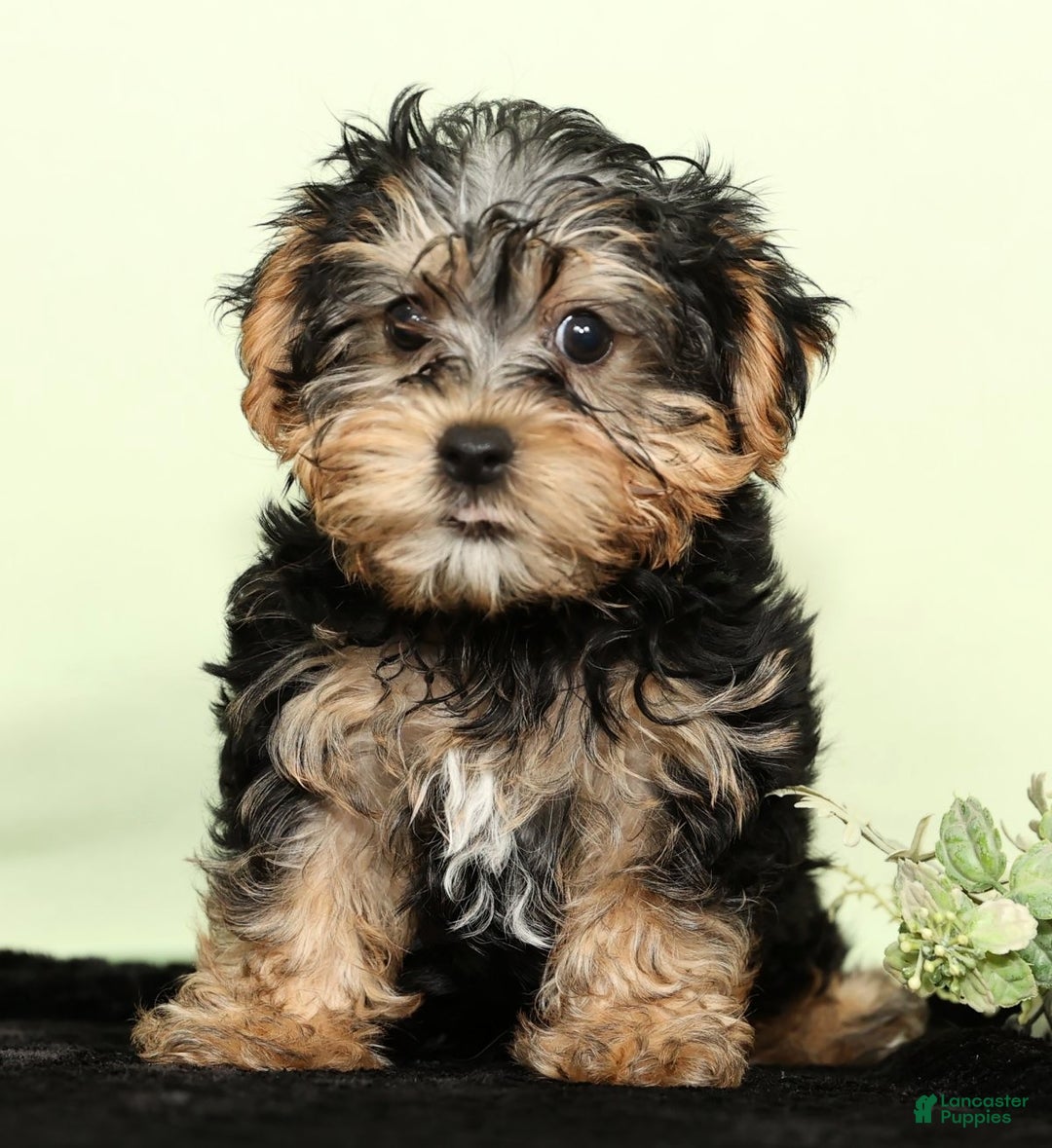 Yorkiepoo dogs for sale: Hayden - Ad 2