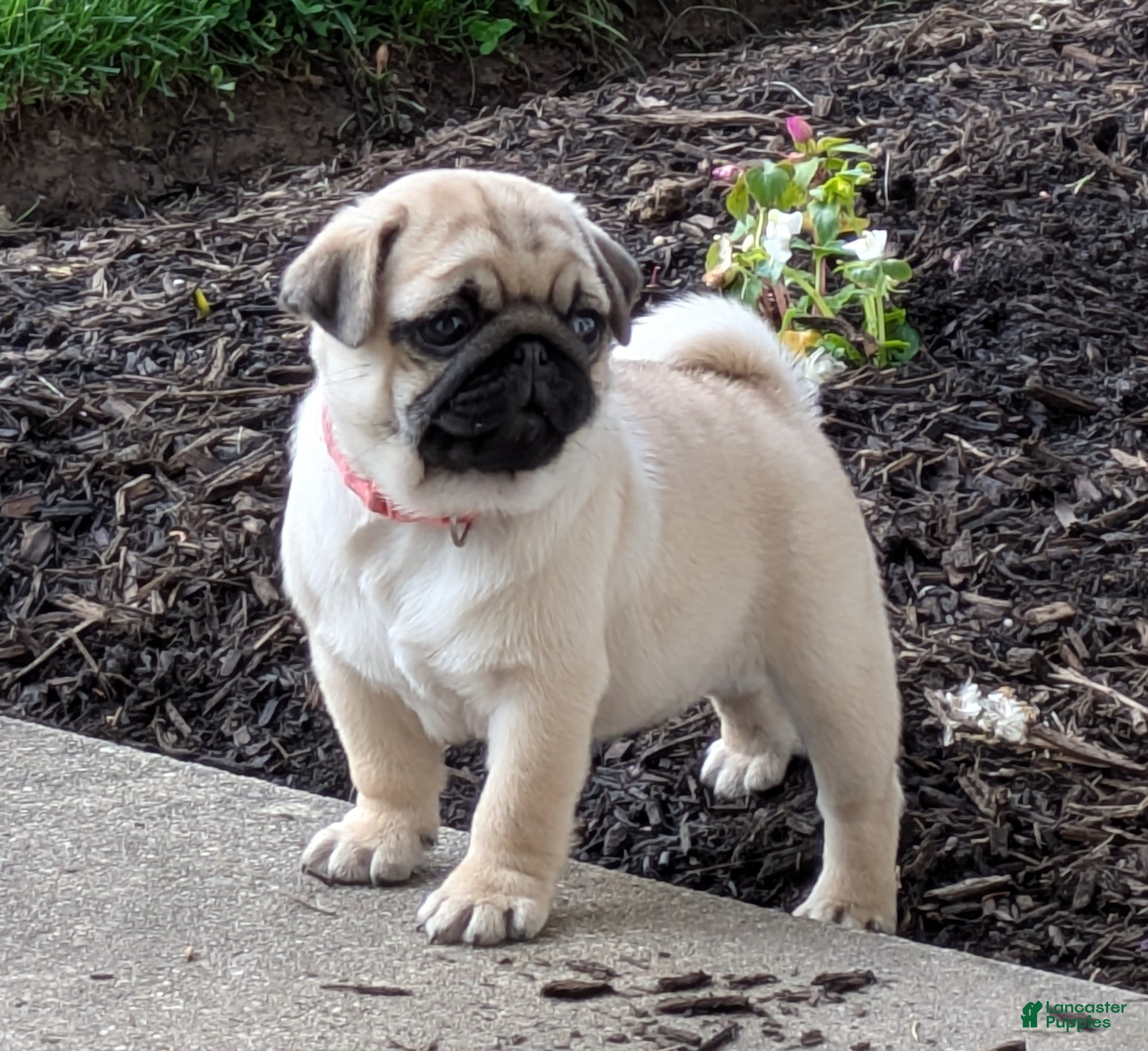 Pug dogs Pug Puppy 2 - Ad 2