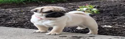 Pug dogs for sale: Pug Puppy 2 - Ad 2