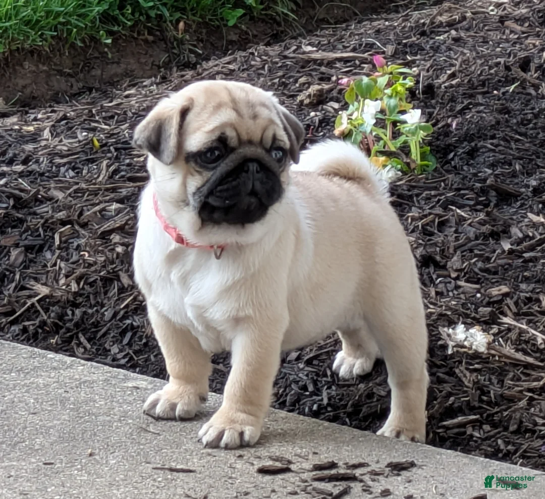 Pug dogs for sale: Pug Puppy 2 - Ad 2