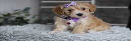 Maltipoo dogs for sale: Evie - Ad 10