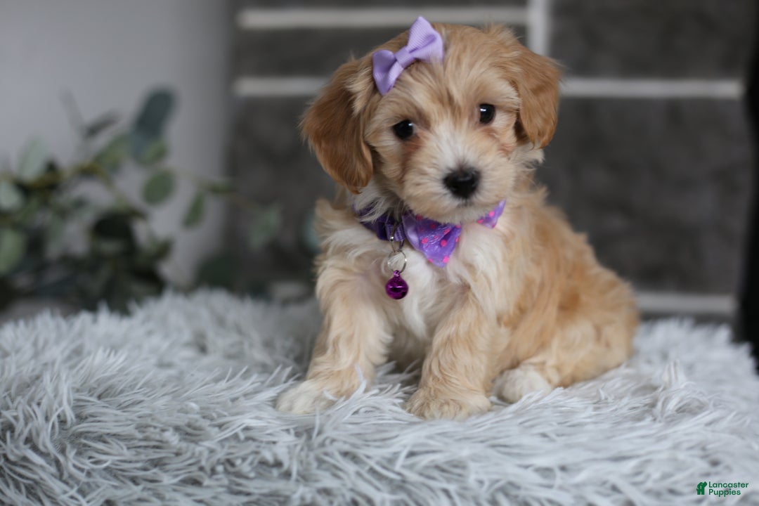 Maltipoo dogs for sale: Evie - Ad 10