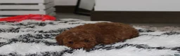 Miniature Poodle dogs for sale: Sammy - Ad 5