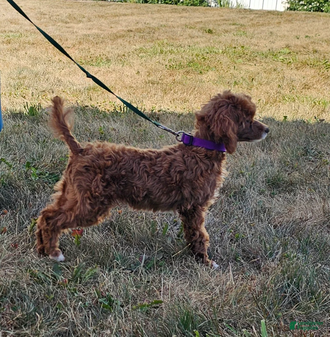 Miniature Poodle dogs for sale: Bailey - Ad 4